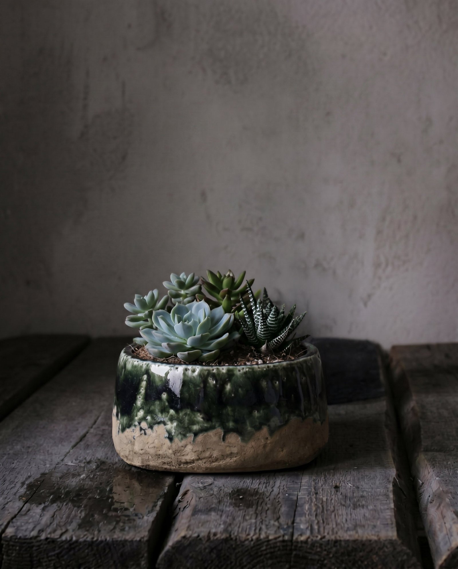 Vazonas Moss Bowl – betono žalia, žemas - Image 2